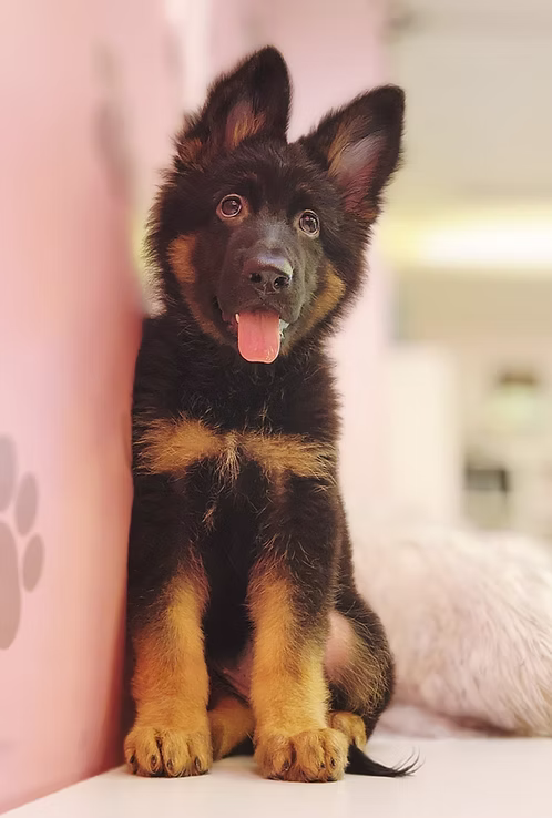 German Shepherd Puppy Black & Tan for Sale in Dubai