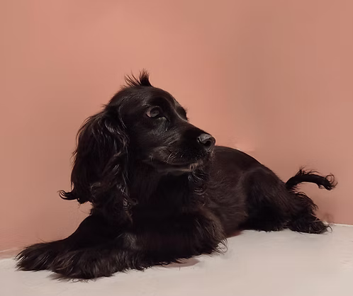 Black English Cocker Spaniel for Sale in Dubai