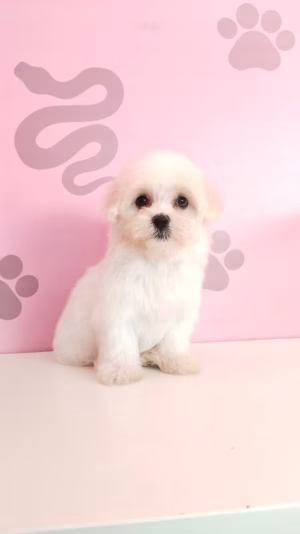 36d80e_fcef248a2e8340b28571da3cf3bda8bc~mv2 (1) White Mini Maltese Puppy