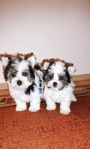 Biewer Yorkshire Terrier | Buy Biewer Yorkshire Terrier Online | Order Biewer Yorkshire Terrier Online | Biewer Yorkshire Terrier For Sale Online