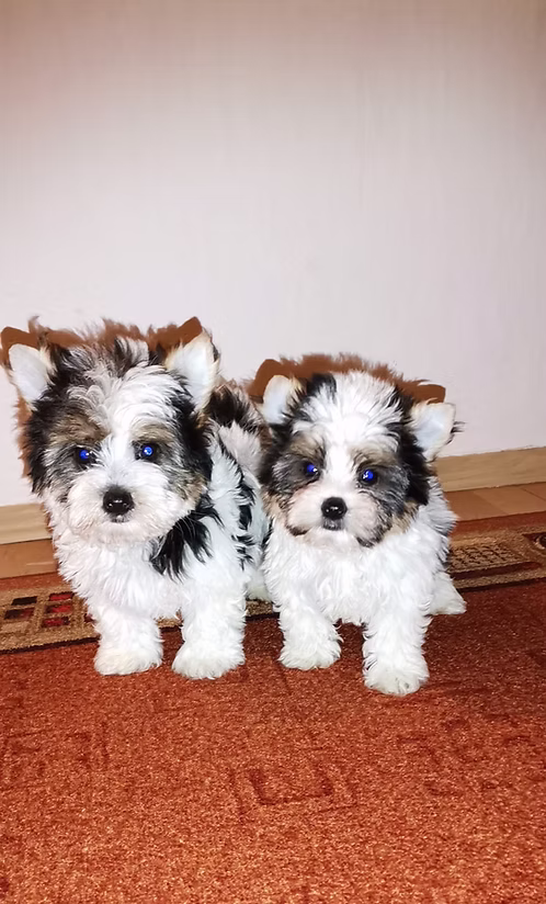 36d80e_fd1090edebdb4b6685627d793efd8dde~mv2 Biewer Yorkshire Terrier | Buy Biewer Yorkshire Terrier Online | Order Biewer Yorkshire Terrier Online | Biewer Yorkshire Terrier For Sale Online